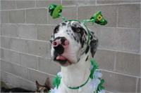 daycare pic 124 - daisy st pattys day